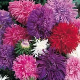 aster-chryzantemowy-mieszany-pnos