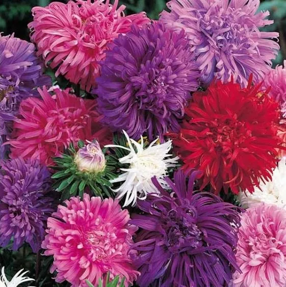 aster-chryzantemowy-mieszany-pnos