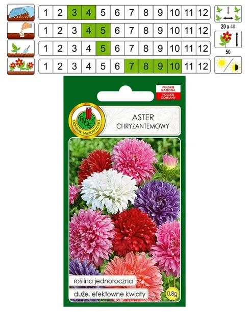 aster-chryzantemowy-mieszany-pnos