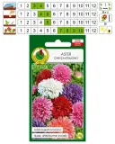 aster-chryzantemowy-mieszany-pnos