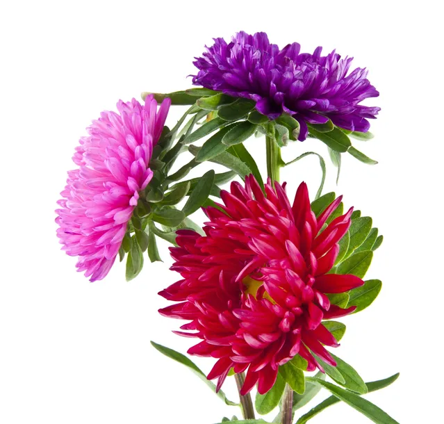 aster-chryzantemowy-mieszany-pnos