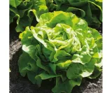 wegana-salata-julek-1g