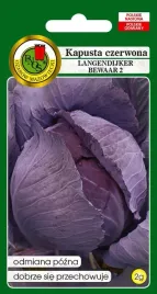 kapusta-glowiasta-czerwona-langedijker-bewaar-2