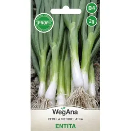 cebula-siedmiolatka-entita-werbena-art-nasiona-2-g