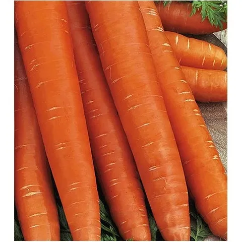 marchew-olympus-typ-flakee-nasiona-5-g