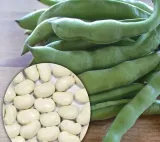 fasola-jas-nasiona-40-g
