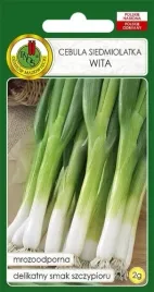 cebula-siedmmiolatka-wita-2g-nasiona-pnos