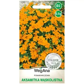 aksamitka-waskolistna-pomaranczowa