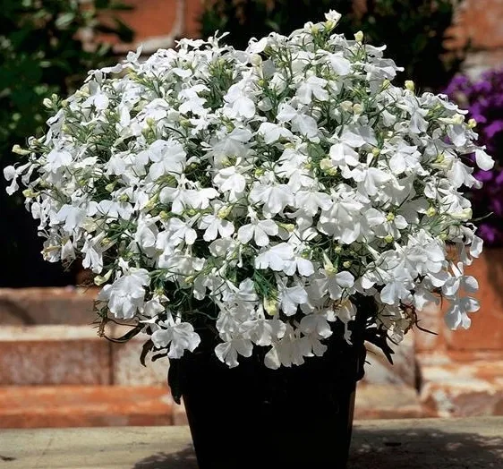 polan-stroiczka-lobelia-white-biala-03g