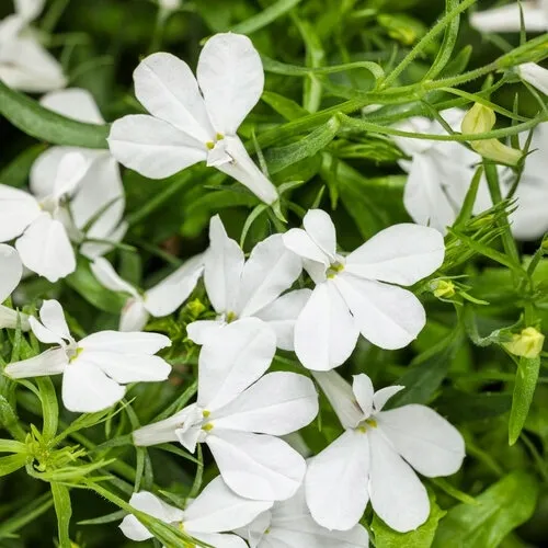 polan-stroiczka-lobelia-white-biala-03g