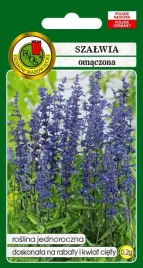 pnos-szalwia-omaczona-fioletowa-02g