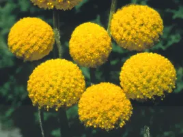 kraspedia-kulista-goldstick-sadzonka-p9-zolte-kwiaty-do-ogrodu-i-bukietu