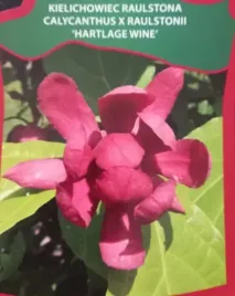 kielichowiec-hartlage-wine-cenna-odmiana