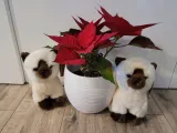 kot-syjamski-pluszowy-animigos