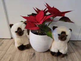 kot-syjamski-pluszowy-animigos