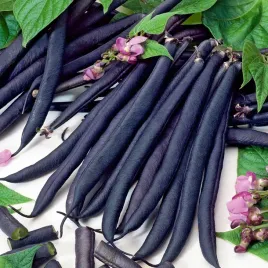 toraf-nasiona-fasola-szparagowa-karlowa-fioletowa-purple-teepee-30g-391