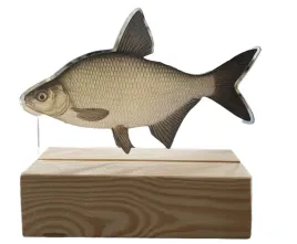 statuetka-leszcz-nagroda-wedkarska-ryba-na-drewnie-17x13-cm-akryl-5mm-opis