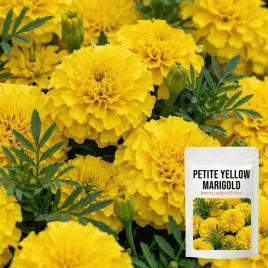 aksamitka-petite-yellow-rozpierzchla-do-40-cm-zolta-nasiona-kwiatow-05g