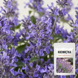 nasiona-kocimietka-roslina-dekoracyjna-kwiaty-ogrod-nepeta-mussinii-05-g