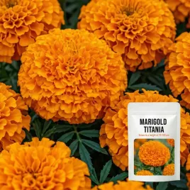 aksamitka-titania-wzniesiona-do-100-cm-pomaranczowa-nasiona-kwiatow-1g