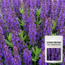 szalwia-omszona-fioletowo-niebieska-wieloletnia-salvia-nasiona-01g