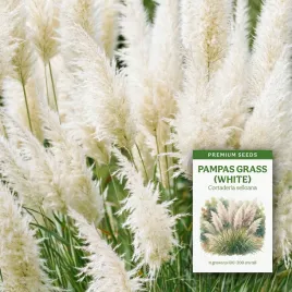 trawa-pampasowa-biala-trawa-ozdobna-cortaderia-selloana-do-1-2m-nasiona