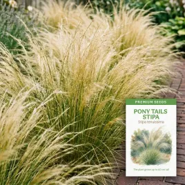 ostnica-mocna-trawa-ozdobna-pony-tails-konski-ogon-nasiona-do-ogrodu
