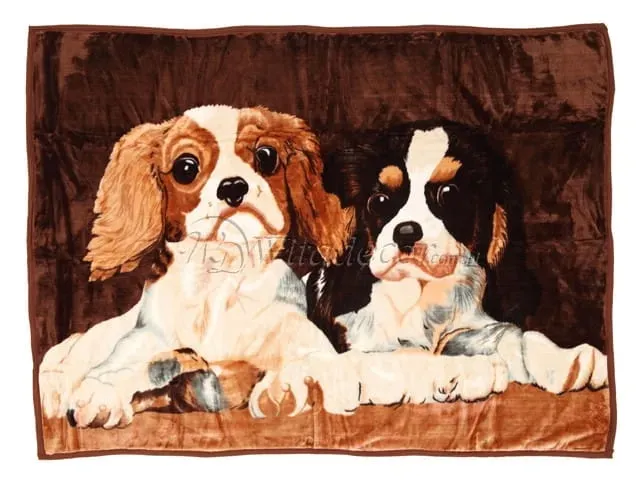 koc-elway-160x210-bernardyny-cavaliery