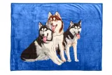 koc-elway-160x210-psy-husky-e