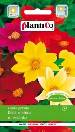 dalia-zmienna-mix-1g-plantico-374