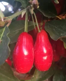 deren-jadalny-wydubieckij-w-doniczce-szczepiona-sadzonka-owoce-aromatyczne