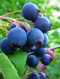 swidosliwa-mandam-smaczny-duzy-owoc-moc-witamin-w-doniczce-pyszne-owoce