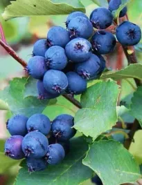 swidosliwa-sadzonka-mandam-smaczny-duzy-owoc-moc-witamin-w-doniczce-pyszne