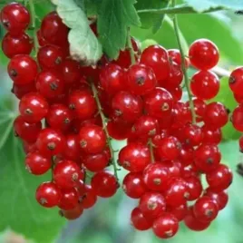 porzeczka-rondom-czerwona-krzew-ogromne-grona-pyszne-owoce-sadzonka-ogrodu