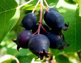 swidosliwa-sleyt-sadzonka-najslodsza-duzy-owoc-moc-witamin-w-doniczce