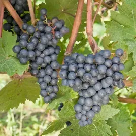 winogrono-ciemne-rondo-slodkie-winorosl-winogron-w-doniczce-moc-witamin