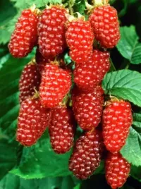 malinojezyna-malina-i-jezyna-pyszny-owoc-w-donicy-sadzonka-moc-witamin