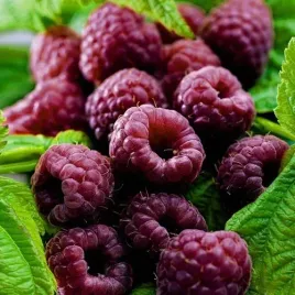 fioletowa-malina-glen-coe-pyszna-i-smaczne-owoce-w-doniczce-soczyste