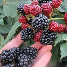 jezyna-bezkolcowa-loch-ness-wysmienite-duze-smaczne-owoce-w-doniczce