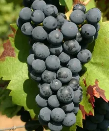 winogron-regent-na-wino-idealne-sadzonka-winorosli-ciemna-w-doniczce