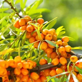 rokitnik-leczniczy-samopylny-kazda-sadzonka-owocuje-moc-witamin-w-doniczce