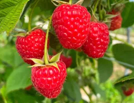 malina-wczesna-gigant-ogromne-slodkie-owoce-letnie-sadzonki-malin-odporne