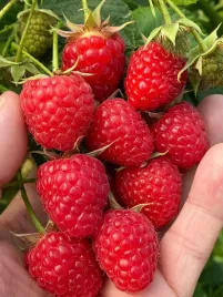 malina-wczesna-gigant-ogromne-slodkie-owoce-letnie-sadzonki-malin-odporne