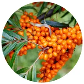 rokitnik-leczniczy-sadzonki-komplet-meski-i-zenski-pewne-owocowanie