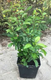 pigwowiec-japonski-pigwa-sadzonka-w-doniczce-na-nalewki-i-sok-moc-witamin