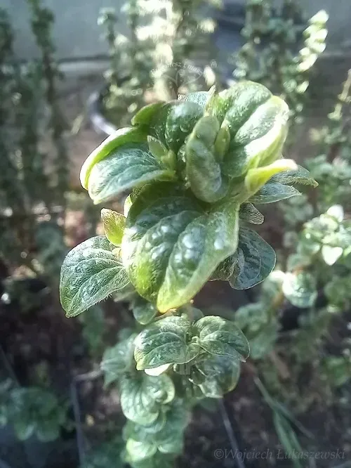 deren-swidwa-compressa-karbowane-liscie