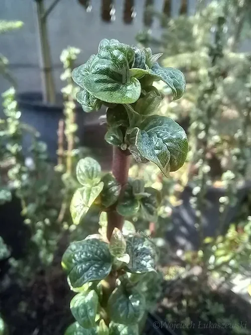 deren-swidwa-compressa-karbowane-liscie-rodzaj-rosliny-derenie