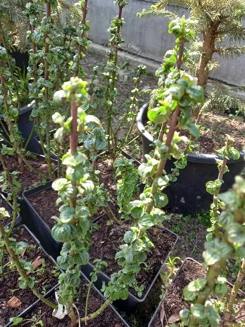 deren-swidwa-compressa-karbowane-liscie