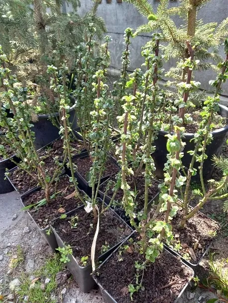 deren-swidwa-compressa-karbowane-liscie-wysokosc-sadzonki-30-40-cm