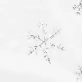 ca1051-mata-pod-choinke-marka-springos